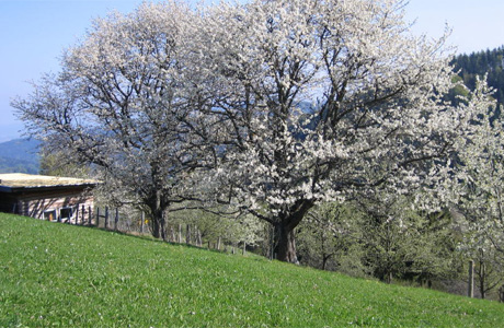 Ferien auf dem Bauernhof in 79286 Glottertal im Schwarzwald