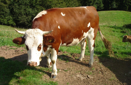 Ferien auf dem Bauernhof in 79286 Glottertal im Schwarzwald