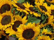 Sonnenblumen