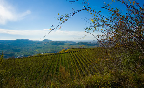 Kaiserstuhl